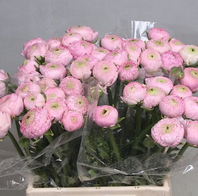 Ranunculus aazur pink light.jpg